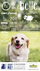 I M Looking For My Forever Home Dog Adoption Pet Adoption Dog Poster