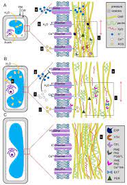 Auxins promote elongations and (i) cytokinins are plant growth hormones which are basic in nature, either aminopurine or phenyl urea derivatives that promote cell division. The Role Of Auxin In Cell Wall Expansion Isodiametric Plant Cell Download Scientific Diagram