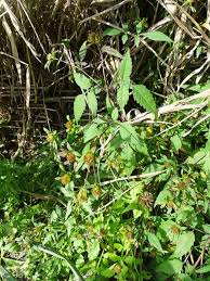 Image result for Bidens oligoflora