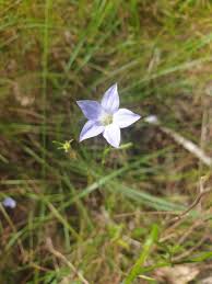 Image result for Wahlenbergia capitata
