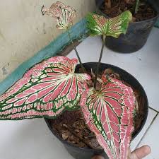 Jual Keladi Wayang Kab Bogor Empatm Tokopedia