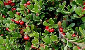 This plant is an exclusive launch from lubera. Canadian Wildlife Federation Bearberry