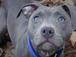 To many, all they see is a vicious fighting dog that should be banned if not an inherited condition which causes one or both of the eyelids to turn inwards toward the eye, causing. Pin On Pit Bull Love Support