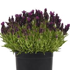 Jun 15, 2021 · purple flowers and purple foliage plants have a soothing effect when used in the landscape. Bandera Deep Purple Lavender Seeds Perennial Flower Seeds