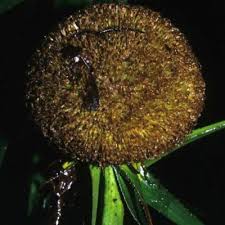 Image result for Ceropegia cyperifolia