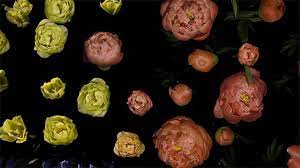 An Elegant Flower Time Lapse Three Years In The Making Elegant Flowers Colossal Art Bloom