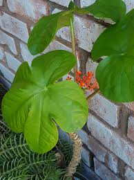 Image result for Prismatocarpus