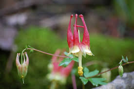 Dalloway said she would buy the flowers herself. What Do Wildflowers Mean To You Arkansas State Parks
