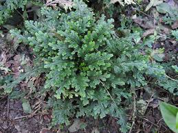 Image result for Selago albomarginata