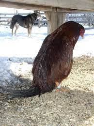 Avoid looking stupid and slipping by looking even more stupid by walking like a penguin. Rooster Standing Walking Like A Penguin What S Wrong Backyard Chickens Learn How To Raise Chickens