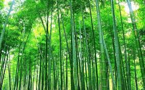 Buluh madu atau nama saintifiknya adalah gigantochloa albociliata. Teori Pokok Buluh Cina Teratakemas Com
