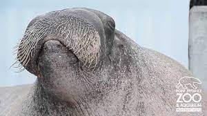 Animals That Make The Weirdest Noises