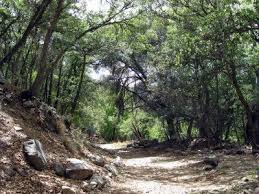 ramsey canyon near sierra vista az great place to see many species of hummingbirds a white eared hummingbird was desert places sierra vista places to see pinterest