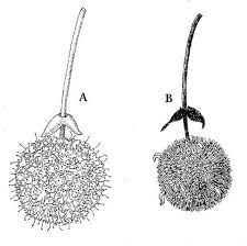 Image result for Breonadia