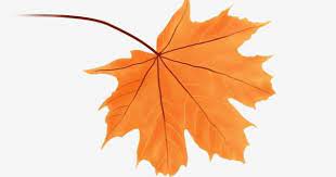 Hand Drawn Falling Autumn Leaves Red Maple Orange A Leaf Maple Leaf Clipart Hand Drawn Autumn Leaves Hand Drawn Maple Leaf Png Transparent Clipart Image And How To Draw Hands