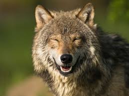 15 Funny Wolf Jokes and Comics