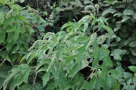 Image result for Girardinia