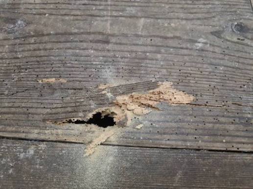 Woodworm advice needed | Period Property UK