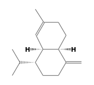 Bruno lage será, neste momento, a principal opção da direção do wolverhampton para assumir o comando técnico da equipa principal na próxima temporada, face ao já confirmado 'adeus' de nuno. G Muurolene