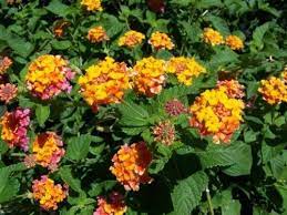 Amazon Com Lantana Camara Miss Huff Hardy Lantana Seeds Garden Outdoor Lantana Different Types Of Flowers Lantana Plant