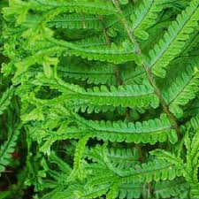 Image result for Dryopteris athamantica