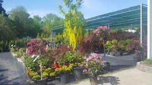 Garden flowers for sale canada. My Bsn Production Growing To Be The Best