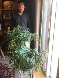 Indoor cactus are an excellent choice if you want a variety of plants inside of your house. My 60 Year Old Easter Cactus Son For Scale Houseplants