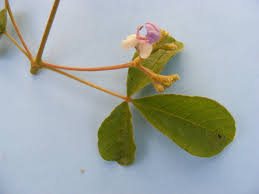 Image result for Vitex mombassae