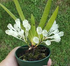 Image result for Podangis dactyloceras