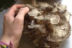Where can I find maitake mushroom?