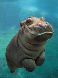 hippopotamus cutie marine wildlife endangered species due to loss of habitat encroachment with cute animals cute animal photos cute baby animals