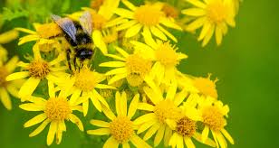 Flowers pollinated by night visitors, including bats and moths, are likely to concentrate on scent to attract pollinators and so most such flowers are white. Bring Pollinators To Your Yard North Texas Municipal Water District