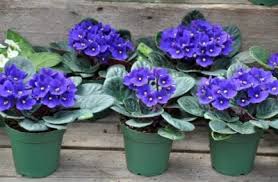 When potting, use a rich, well drained potting mix. Best Potting Mix For African Violets How To Make Soil For African Violets