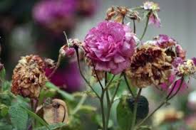 We did not find results for: Deadheading Roses How To Deadhead Roses For More Blooms