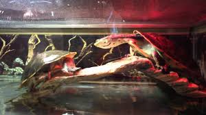 Exotic pets of all major brands including arcadia, exo terra, lucky reptile, microclimate. Exotic Pets Pet Store Tour In Las Vegas Nv Youtube