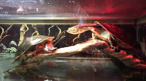 We carry an extensive selection of fish, lizards, snakes, aquatic turtles, tortoises, rodents, feeders (live and all deposits are non refundadable! Exotic Pets Pet Store Tour In Las Vegas Nv Youtube