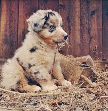 Puppies With Blue Eyes Name A Dog Lover Steemit