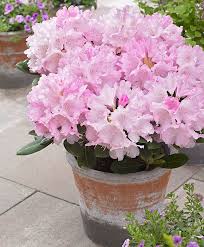 Rhododendron Silberwolke Ker Rhododendron Yakushimanum Silberwolke Amazing Flowers Rhododendron Perennial Garden
