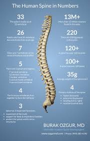 The backbone architecture refers to the way in which the backbone interconnects the networks attached to it and how it manages the way in which packets from one network move through the backbone to other networks. The Human Spine In Numbers Burak Ozgur Md