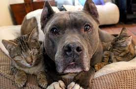 Rabies vaccinations, annual vaccine 4pm at the south florida fairgrounds for the largest animal adoption event in palm beach county. Public Safety Animal Care Adopting A Pet