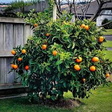 Lemon citrus medica 'etrog citron'. Heirloom Organic Orange Tree Seeds Etsy In 2021 Tree Seeds Orange Tree Citrus Trees