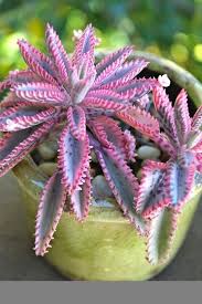Kalanchoe Pink Butterfly Plants Planting Succulents Wholesale Succulents