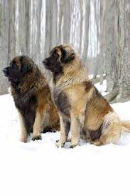 190 Animalscreatures Ideas In 2021 Fish Tank Aquarium Fish Betta Fish