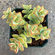 Image result for Crassula granvikii