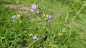 Image result for Murdannia simplex