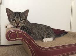 Relax in style with our range of comfortable fabric sofas with chaise lounges. Gb Foam On Twitter This Kitten Has A Chaise Lounge Cat Kitten Kitty Chaiselounge Chair Pets Gbfoamdirect
