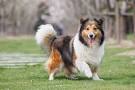 Sheltie Nation | Rescue a Sheltie - Sheltie Nation
