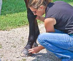 Equine Ringbone Process Progress And Prognosis The Horse
