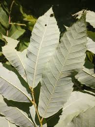 Image result for Tinnea apiculata