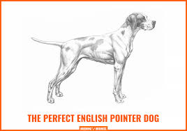 After you watch this video you can s. How To Breed English Pointers Background Health Breeding Faq